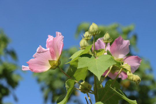 木芙蓉花