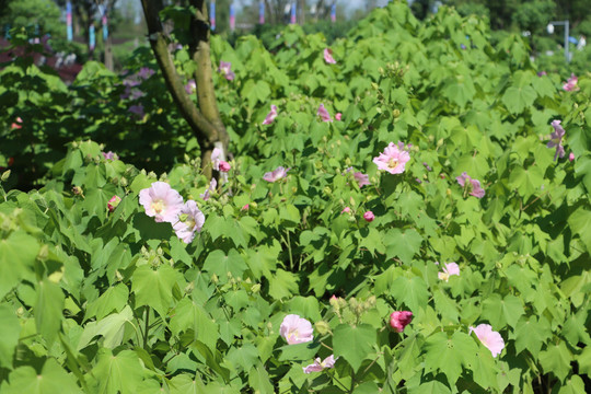 木芙蓉花