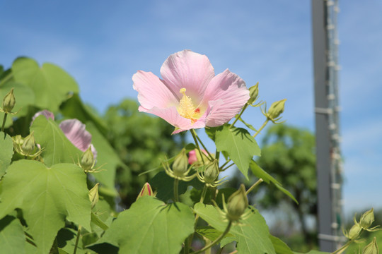 木芙蓉花