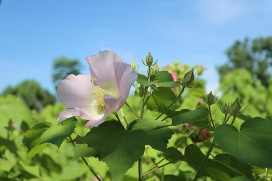 木芙蓉花