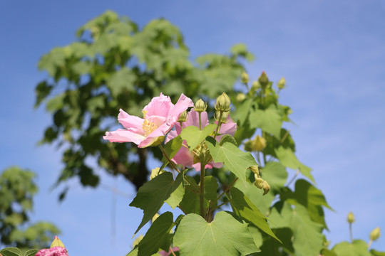 木芙蓉花