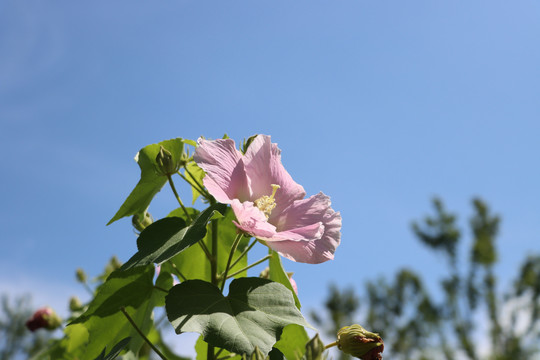 木芙蓉花