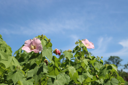 木芙蓉花