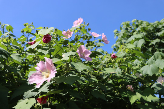 木芙蓉花