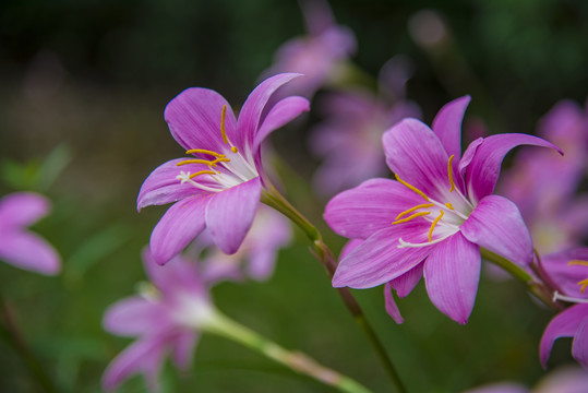 风雨花