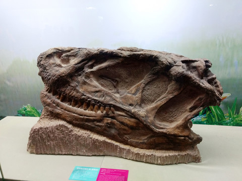 自贡恐龙博物馆和平永川龙头骨