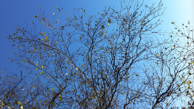 藍天樹枝