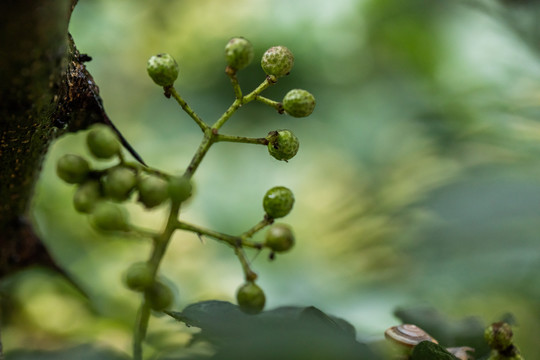 青花椒