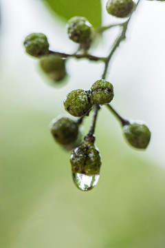 青花椒