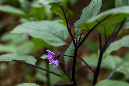 茄子花