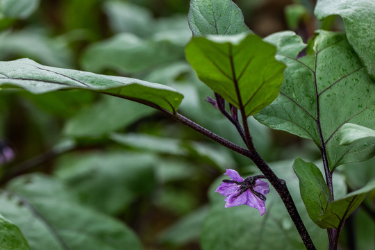 茄子花