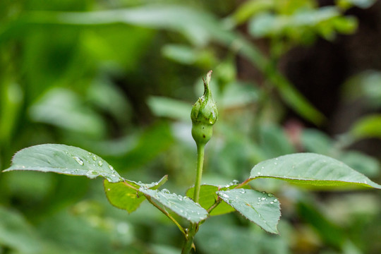 雨中含苞待放的玫瑰花