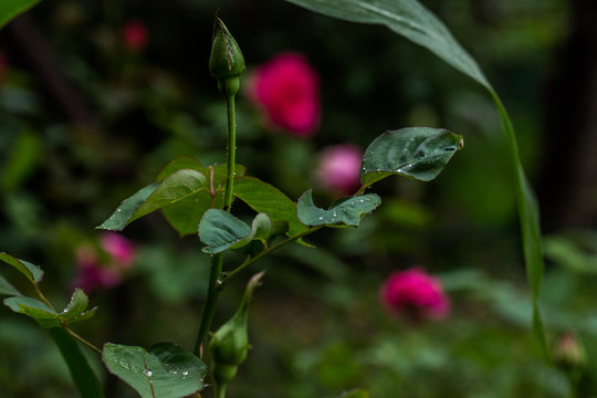 雨中的玫瑰花