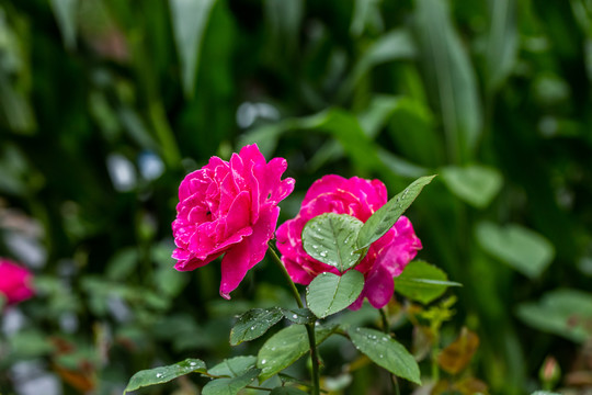 雨中的玫瑰花