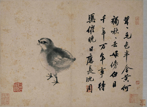 沈周雛雞圖頁
