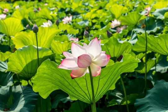 夏天阳光下的荷塘