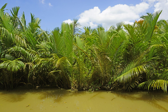 越南湄公河及两岸的水椰树树林
