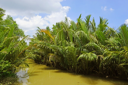 越南湄公河河道的水椰树树林