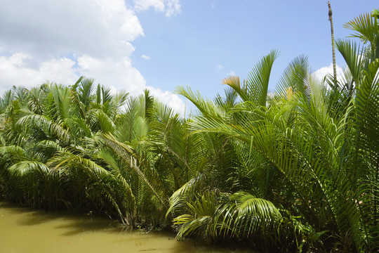 越南九龙江河道的水椰树林