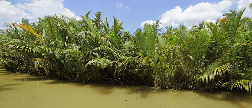 越南湄公河的水椰树树林全景