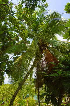 越南九龙江岛屿上的椰子树