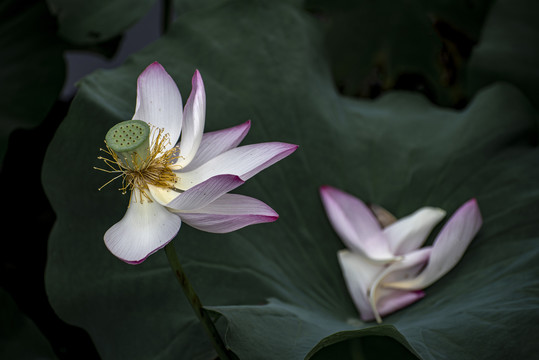 荷花花瓣