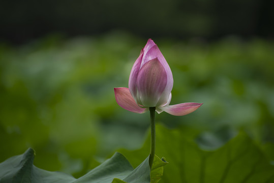 夏日荷花