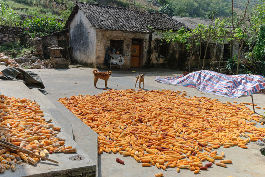 山区粮食