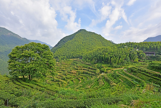 顶峰茶种植基地