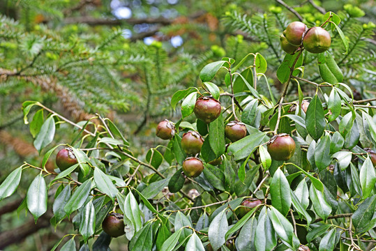 山茶果