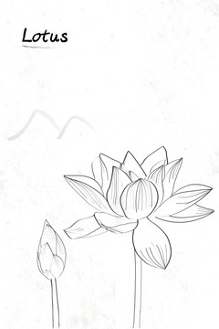 荷花白描線條