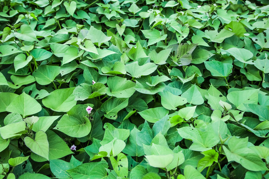 红薯种植基地