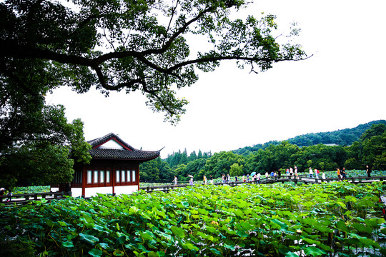 杭州西湖曲院风荷