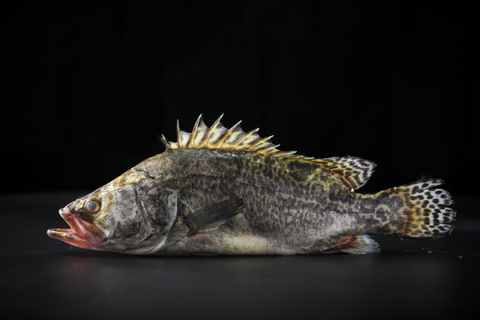 鱖魚