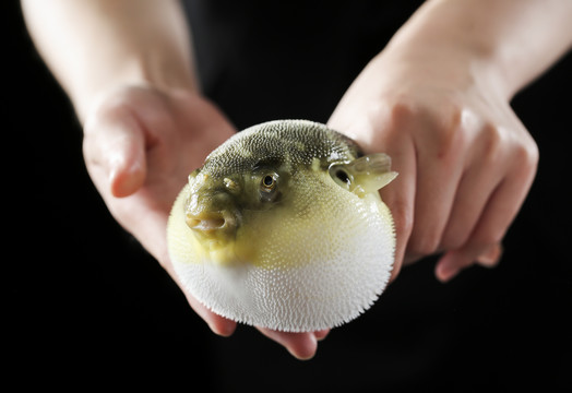 河豚魚