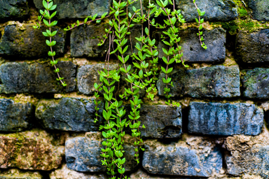 老青砖墙植物