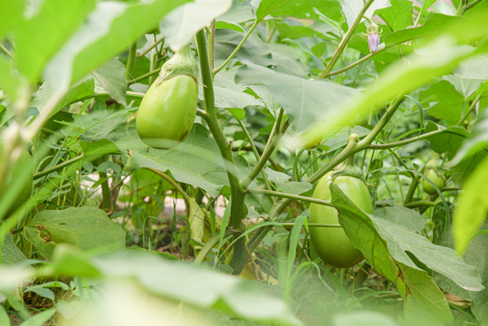 青茄子种植园