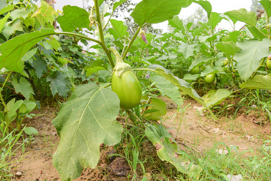 青茄子种植基地