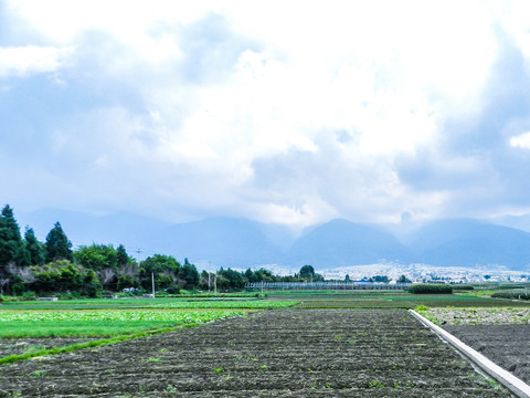 田野