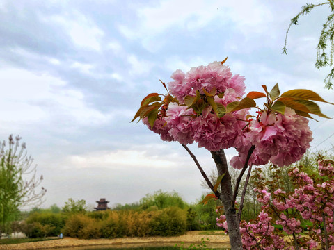 樱花