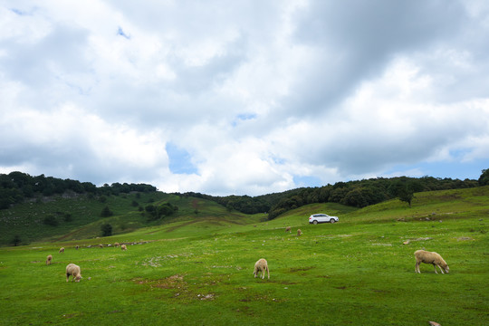 高山草坪风光