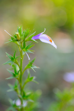 通泉草