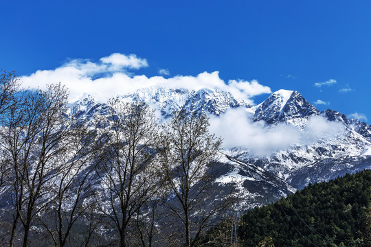 四川康定雪山树林风光