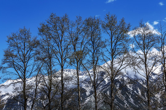 川西雪山前的白桦树林