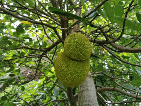 热带水果菠萝蜜