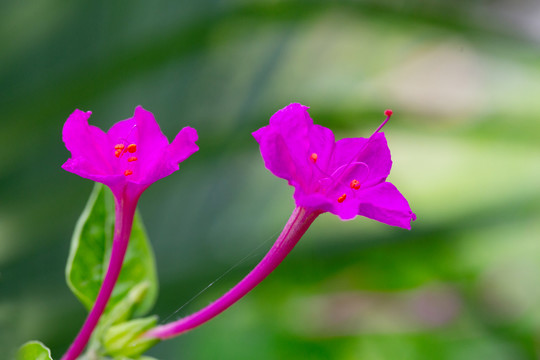 紫茉莉