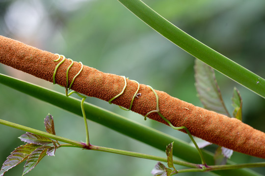 蒲草