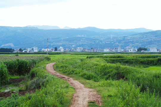 乡村田园土路