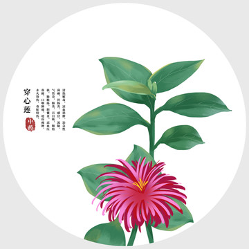 穿心蓮