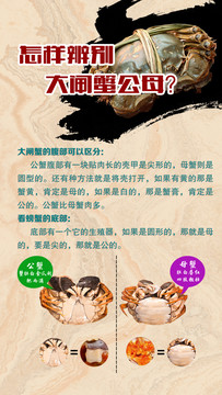 大閘蟹公母